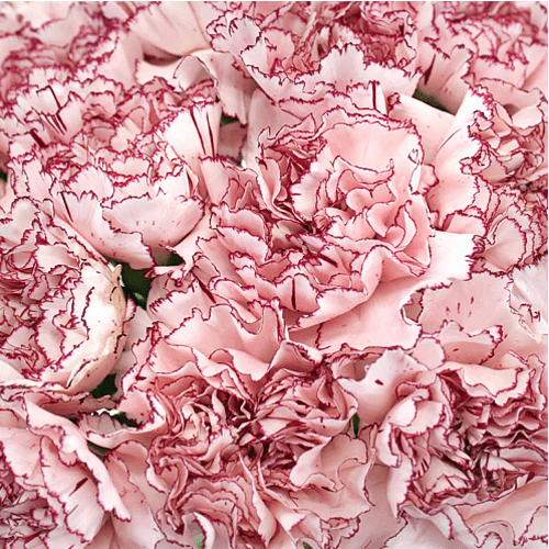 Fancy Bulk Carnations - Flowers For FundraisingFancy Bulk CarnationsFancy Bulk CarnationsFancy Bulk CarnationsFancy Bulk Carnations