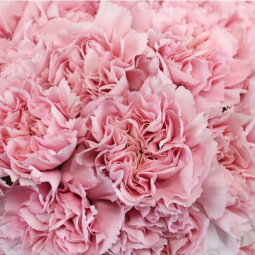 Fancy Bulk Carnations - Flowers For FundraisingFancy Bulk CarnationsFancy Bulk CarnationsFancy Bulk CarnationsFancy Bulk Carnations