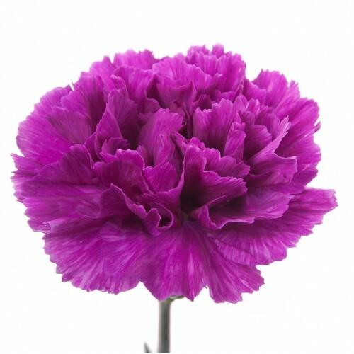 Fancy Bulk Carnations - Flowers For FundraisingFancy Bulk CarnationsFancy Bulk CarnationsFancy Bulk CarnationsFancy Bulk Carnations