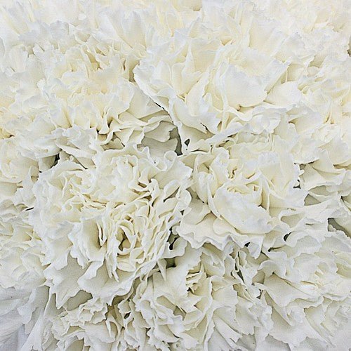 Fancy Bulk Carnations - Flowers For FundraisingFancy Bulk CarnationsFancy Bulk CarnationsFancy Bulk CarnationsFancy Bulk Carnations