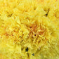 Fancy Bulk Carnations - Flowers For FundraisingFancy Bulk CarnationsFancy Bulk CarnationsFancy Bulk CarnationsFancy Bulk Carnations