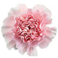 Gamma Phi Beta - Pink Carnations - Flowers For FundraisingGamma Phi Beta - Pink CarnationsGamma Phi Beta - Pink CarnationsGamma Phi Beta - Pink CarnationsGamma Phi Beta - Pink Carnations