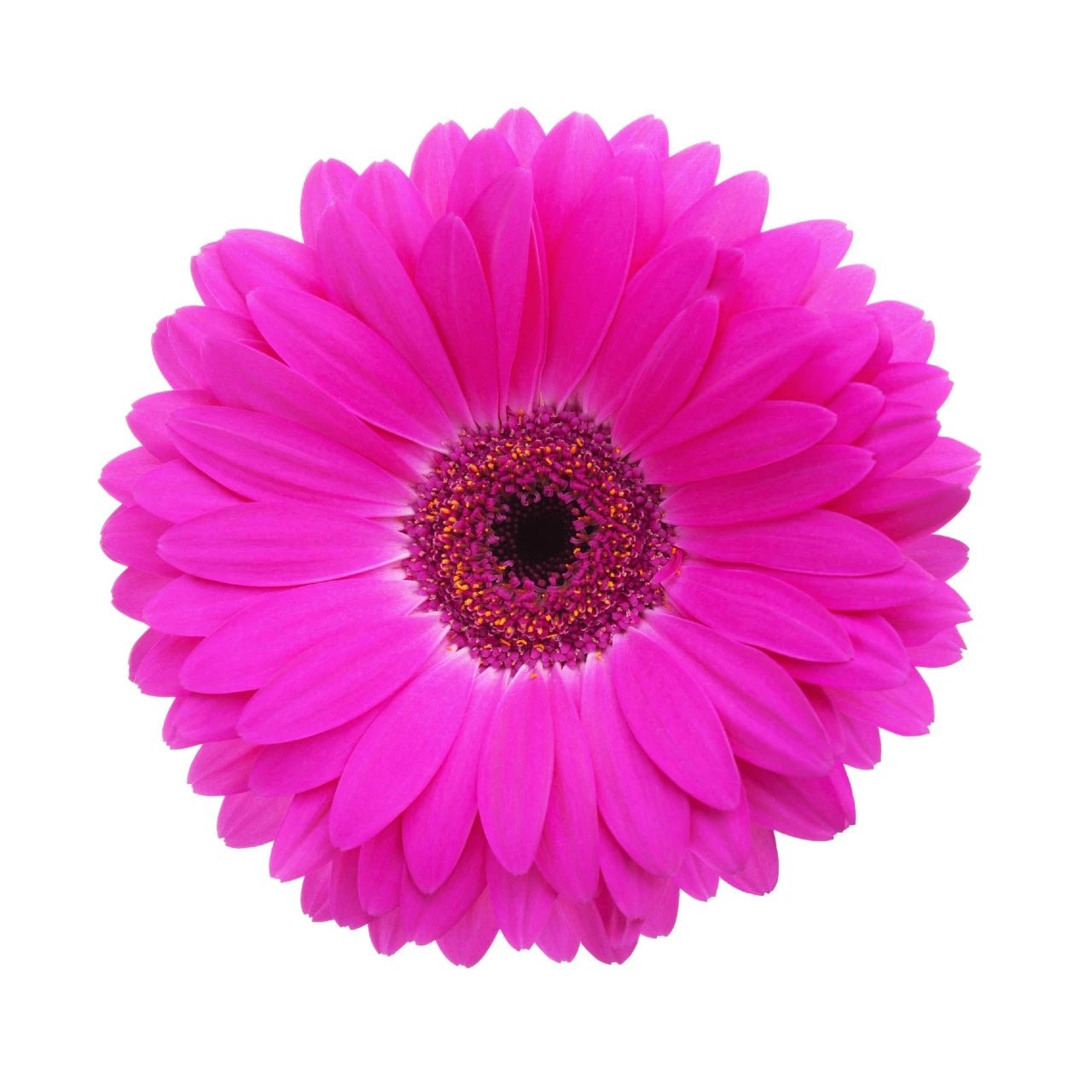 Gerbera Daisies - Bulk - Flowers For FundraisingGerbera Daisies - BulkGerbera Daisies - BulkGerbera Daisies - BulkGerbera Daisies - Bulk