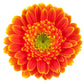 Gerbera Daisies - Bulk - Flowers For FundraisingGerbera Daisies - BulkGerbera Daisies - BulkGerbera Daisies - BulkGerbera Daisies - Bulk