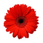 Gerbera Daisies - Bulk - Flowers For FundraisingGerbera Daisies - BulkGerbera Daisies - BulkGerbera Daisies - BulkGerbera Daisies - Bulk