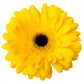 Gerbera Daisies - Bulk - Flowers For FundraisingGerbera Daisies - BulkGerbera Daisies - BulkGerbera Daisies - BulkGerbera Daisies - Bulk