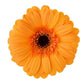 Gerbera Daisies - Bulk - Flowers For FundraisingGerbera Daisies - BulkGerbera Daisies - BulkGerbera Daisies - BulkGerbera Daisies - Bulk