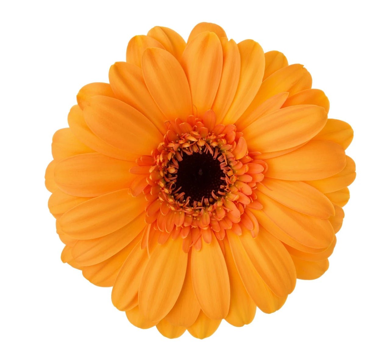 Gerbera Daisies - Bulk - Flowers For FundraisingGerbera Daisies - BulkGerbera Daisies - BulkGerbera Daisies - BulkGerbera Daisies - Bulk