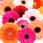 Gerbera Daisies - Bulk - Flowers For FundraisingGerbera Daisies - BulkGerbera Daisies - BulkGerbera Daisies - BulkGerbera Daisies - Bulk