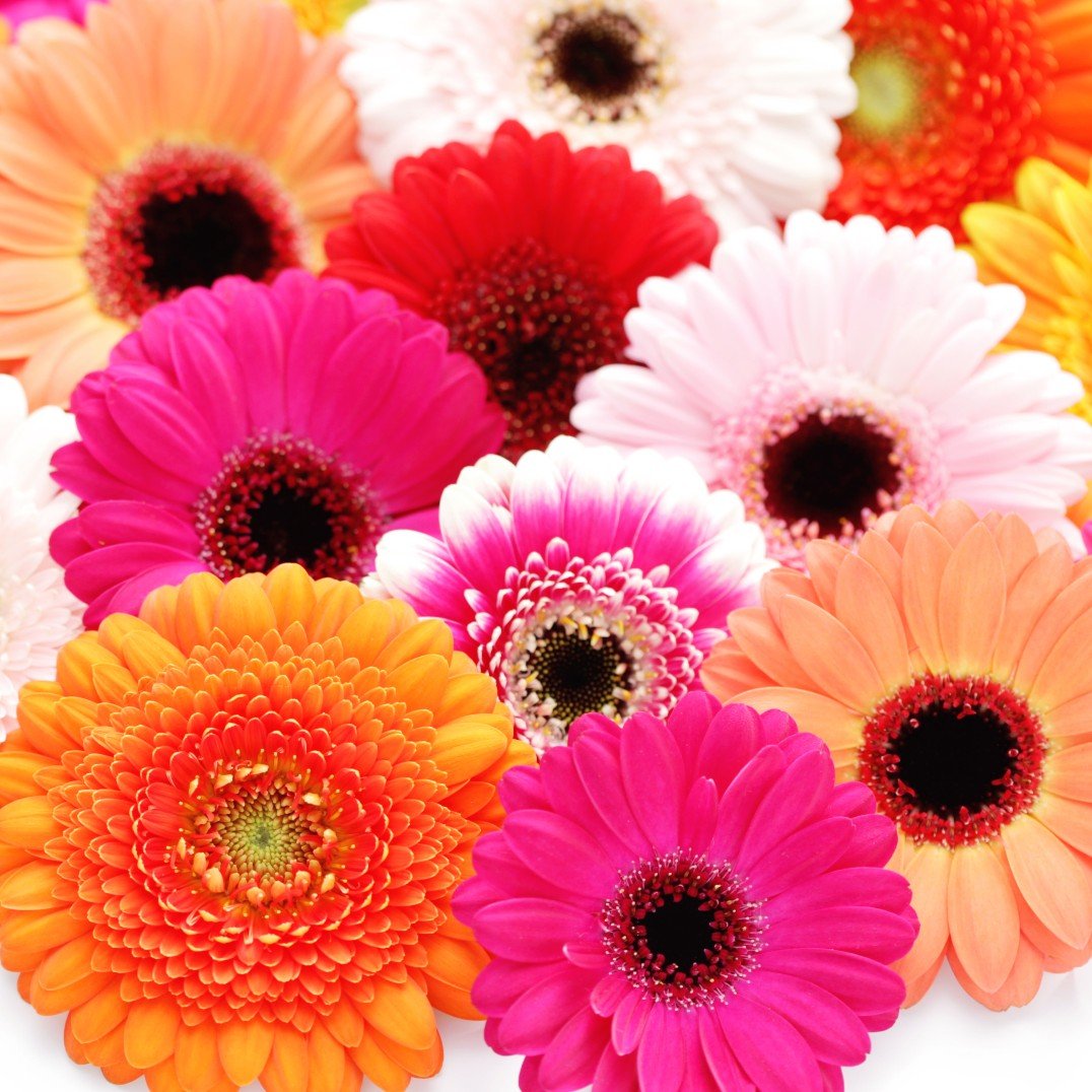 Gerbera Daisies - Bulk - Flowers For FundraisingGerbera Daisies - BulkGerbera Daisies - BulkGerbera Daisies - BulkGerbera Daisies - Bulk