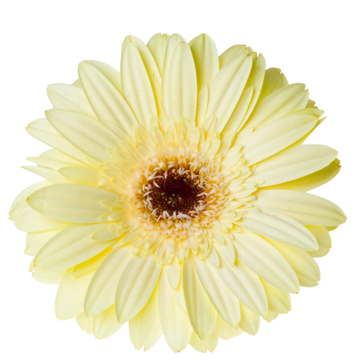 Gerbera Daisies - Bulk - Flowers For FundraisingGerbera Daisies - BulkGerbera Daisies - BulkGerbera Daisies - BulkGerbera Daisies - Bulk