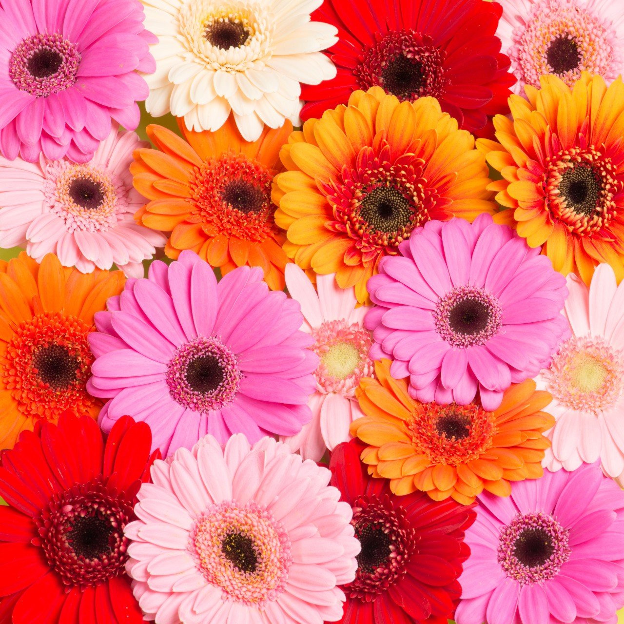 Gerbera Daisies - Bulk - Flowers For FundraisingGerbera Daisies - BulkGerbera Daisies - BulkGerbera Daisies - BulkGerbera Daisies - Bulk