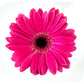 Gerbera Daisies - Bulk - Flowers For FundraisingGerbera Daisies - BulkGerbera Daisies - BulkGerbera Daisies - BulkGerbera Daisies - Bulk