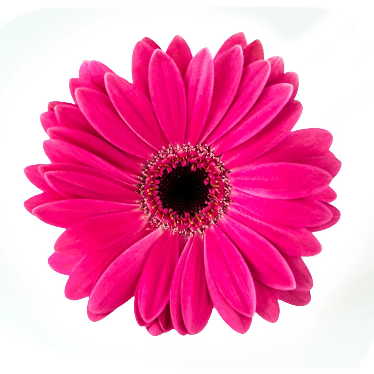 Gerbera Daisies - Bulk - Flowers For FundraisingGerbera Daisies - BulkGerbera Daisies - BulkGerbera Daisies - BulkGerbera Daisies - Bulk