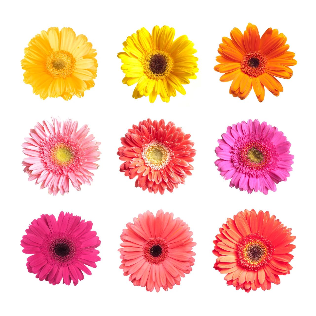 Gerbera Daisies - Bulk - Flowers For FundraisingGerbera Daisies - BulkGerbera Daisies - BulkGerbera Daisies - BulkGerbera Daisies - Bulk