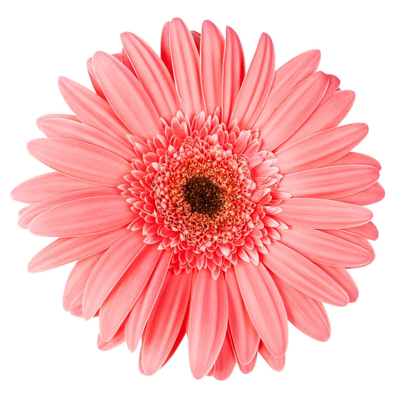 Gerbera Daisies - Bulk - Flowers For FundraisingGerbera Daisies - BulkGerbera Daisies - BulkGerbera Daisies - BulkGerbera Daisies - Bulk