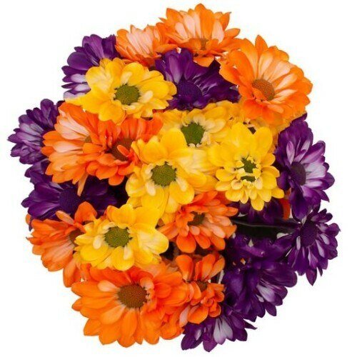 Halloween Daisies - Flowers For FundraisingHalloween DaisiesHalloween DaisiesHalloween DaisiesHalloween Daisies