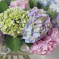 Hydrangeas, Jumbo - Bulk - Flowers For FundraisingHydrangeas, Jumbo - BulkHydrangeas, Jumbo - BulkHydrangeas, Jumbo - BulkHydrangeas, Jumbo - Bulk