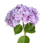 Hydrangeas, Jumbo - Bulk - Flowers For FundraisingHydrangeas, Jumbo - BulkHydrangeas, Jumbo - BulkHydrangeas, Jumbo - BulkHydrangeas, Jumbo - Bulk