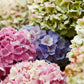 Hydrangeas, Jumbo - Bulk - Flowers For FundraisingHydrangeas, Jumbo - BulkHydrangeas, Jumbo - BulkHydrangeas, Jumbo - BulkHydrangeas, Jumbo - Bulk