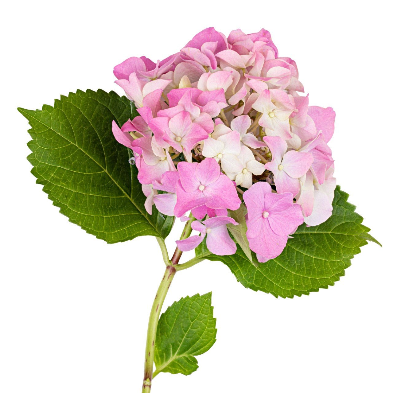 Hydrangeas, Jumbo - Bulk - Flowers For FundraisingHydrangeas, Jumbo - BulkHydrangeas, Jumbo - BulkHydrangeas, Jumbo - BulkHydrangeas, Jumbo - Bulk