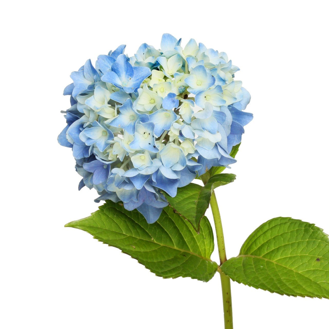 Hydrangeas, Jumbo - Bulk - Flowers For FundraisingHydrangeas, Jumbo - BulkHydrangeas, Jumbo - BulkHydrangeas, Jumbo - BulkHydrangeas, Jumbo - Bulk