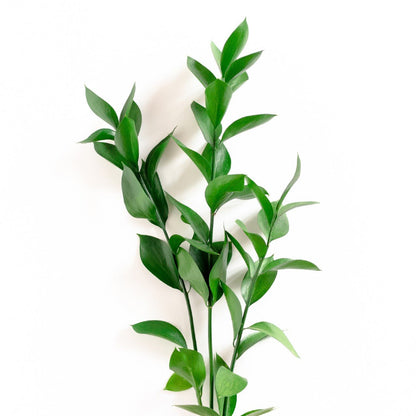 Israeli Ruscus - Bulk - Flowers For FundraisingIsraeli Ruscus - BulkIsraeli Ruscus - BulkIsraeli Ruscus - BulkIsraeli Ruscus - Bulk