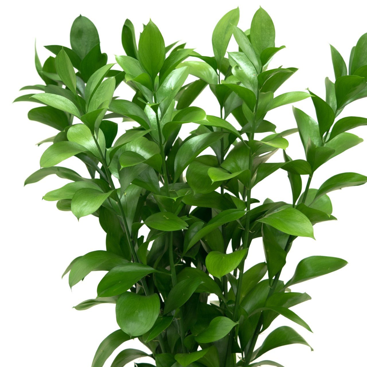 Israeli Ruscus - Bulk – Flowers For Fundraising