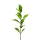 Israeli Ruscus - Bulk - Flowers For FundraisingIsraeli Ruscus - BulkIsraeli Ruscus - BulkIsraeli Ruscus - BulkIsraeli Ruscus - Bulk