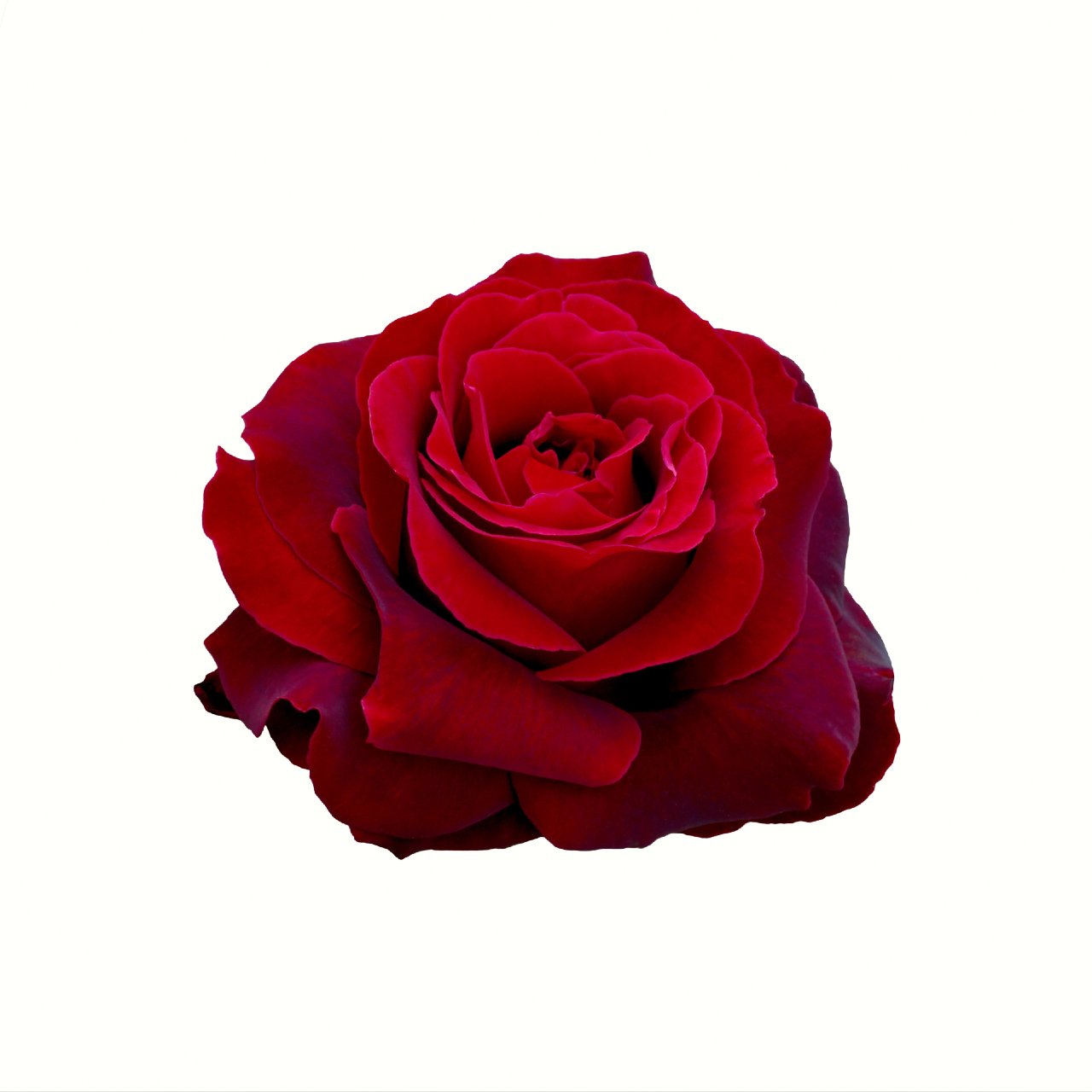 Dark Red Roses