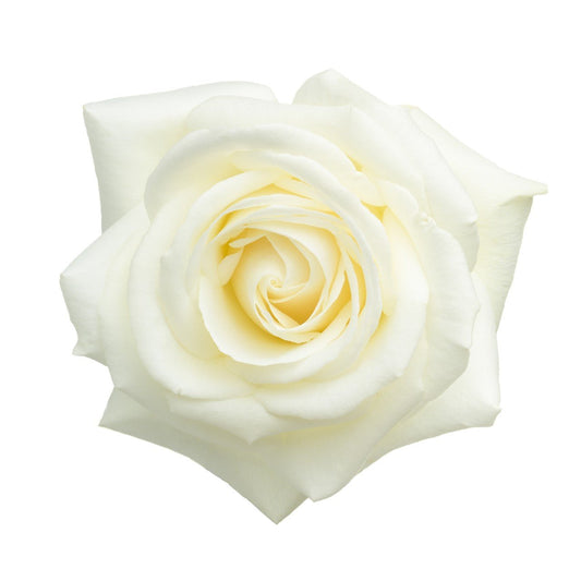 Kappa Delta - White Roses, 40cm - Flowers For FundraisingKappa Delta - White Roses, 40cmKappa Delta - White Roses, 40cmKappa Delta - White Roses, 40cmKappa Delta - White Roses, 40cm