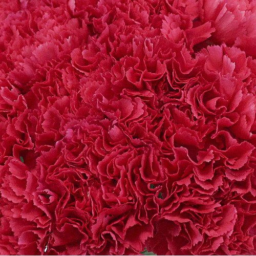 Mother's Day Bulk Fancy Carnations - Flowers For FundraisingMother's Day Bulk Fancy CarnationsMother's Day Bulk Fancy CarnationsMother's Day Bulk Fancy CarnationsMother's Day Bulk Fancy Carnations