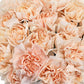 Mother's Day Bulk Fancy Carnations - Flowers For FundraisingMother's Day Bulk Fancy CarnationsMother's Day Bulk Fancy CarnationsMother's Day Bulk Fancy CarnationsMother's Day Bulk Fancy Carnations