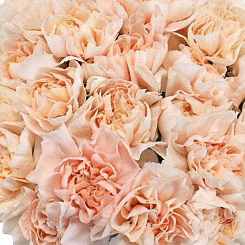 Mother's Day Bulk Fancy Carnations - Flowers For FundraisingMother's Day Bulk Fancy CarnationsMother's Day Bulk Fancy CarnationsMother's Day Bulk Fancy CarnationsMother's Day Bulk Fancy Carnations