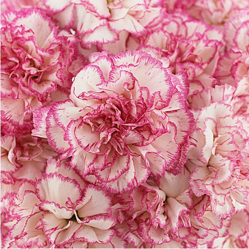 Mother's Day Bulk Fancy Carnations - Flowers For FundraisingMother's Day Bulk Fancy CarnationsMother's Day Bulk Fancy CarnationsMother's Day Bulk Fancy CarnationsMother's Day Bulk Fancy Carnations