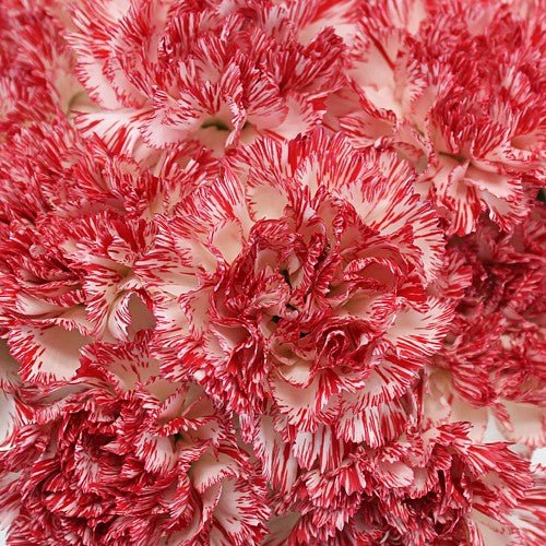 Mother's Day Bulk Fancy Carnations - Flowers For FundraisingMother's Day Bulk Fancy CarnationsMother's Day Bulk Fancy CarnationsMother's Day Bulk Fancy CarnationsMother's Day Bulk Fancy Carnations