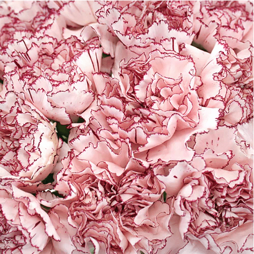 Mother's Day Bulk Fancy Carnations - Flowers For FundraisingMother's Day Bulk Fancy CarnationsMother's Day Bulk Fancy CarnationsMother's Day Bulk Fancy CarnationsMother's Day Bulk Fancy Carnations