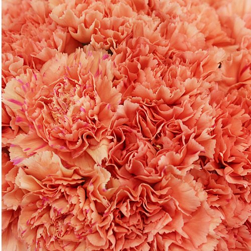 Mother's Day Bulk Fancy Carnations - Flowers For FundraisingMother's Day Bulk Fancy CarnationsMother's Day Bulk Fancy CarnationsMother's Day Bulk Fancy CarnationsMother's Day Bulk Fancy Carnations