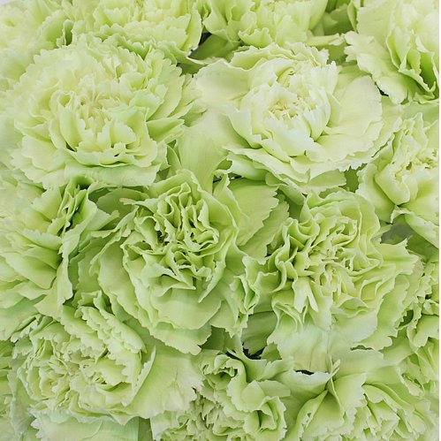 Mother's Day Bulk Fancy Carnations - Flowers For FundraisingMother's Day Bulk Fancy CarnationsMother's Day Bulk Fancy CarnationsMother's Day Bulk Fancy CarnationsMother's Day Bulk Fancy Carnations