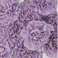 Mother's Day Bulk Standard Carnations - Flowers For FundraisingMother's Day Bulk Standard CarnationsMother's Day Bulk Standard CarnationsMother's Day Bulk Standard CarnationsMother's Day Bulk Standard Carnations