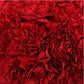 Mother's Day Bulk Standard Carnations - Flowers For FundraisingMother's Day Bulk Standard CarnationsMother's Day Bulk Standard CarnationsMother's Day Bulk Standard CarnationsMother's Day Bulk Standard Carnations