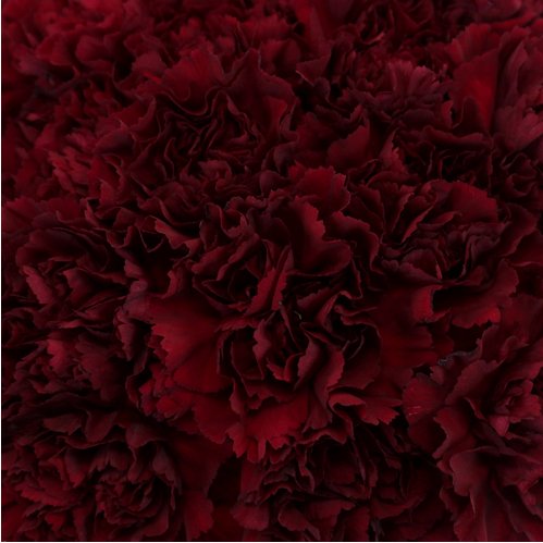 Mother's Day Bulk Standard Carnations - Flowers For FundraisingMother's Day Bulk Standard CarnationsMother's Day Bulk Standard CarnationsMother's Day Bulk Standard CarnationsMother's Day Bulk Standard Carnations