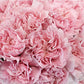 Mother's Day Bulk Standard Carnations - Flowers For FundraisingMother's Day Bulk Standard CarnationsMother's Day Bulk Standard CarnationsMother's Day Bulk Standard CarnationsMother's Day Bulk Standard Carnations