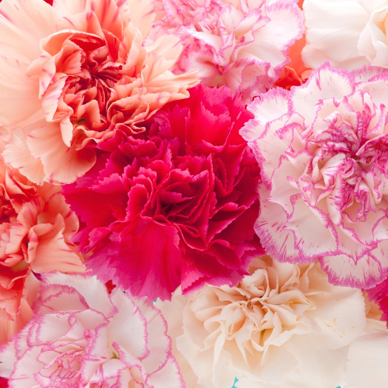 Mother's Day Bulk Standard Carnations - Flowers For FundraisingMother's Day Bulk Standard CarnationsMother's Day Bulk Standard CarnationsMother's Day Bulk Standard CarnationsMother's Day Bulk Standard Carnations