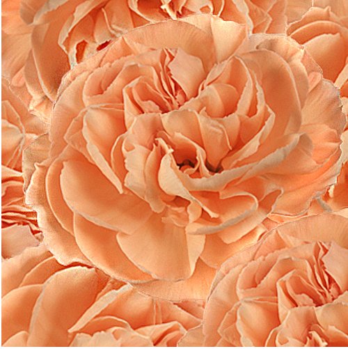 Mother's Day Bulk Standard Carnations - Flowers For FundraisingMother's Day Bulk Standard CarnationsMother's Day Bulk Standard CarnationsMother's Day Bulk Standard CarnationsMother's Day Bulk Standard Carnations