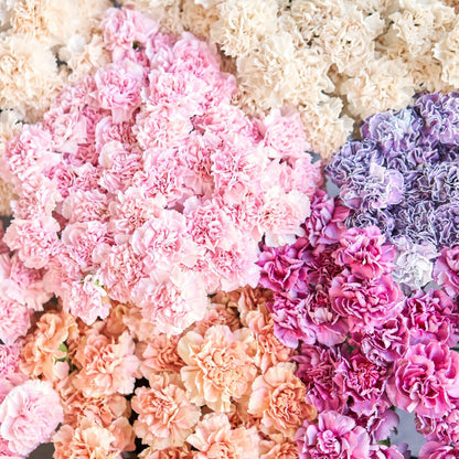 Mother's Day Bulk Standard Carnations - Flowers For FundraisingMother's Day Bulk Standard CarnationsMother's Day Bulk Standard CarnationsMother's Day Bulk Standard CarnationsMother's Day Bulk Standard Carnations