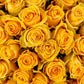 Mother's Day Roses - Bulk - 40cm - Flowers For FundraisingMother's Day Roses - Bulk - 40cmMother's Day Roses - Bulk - 40cmMother's Day Roses - Bulk - 40cmMother's Day Roses - Bulk - 40cm