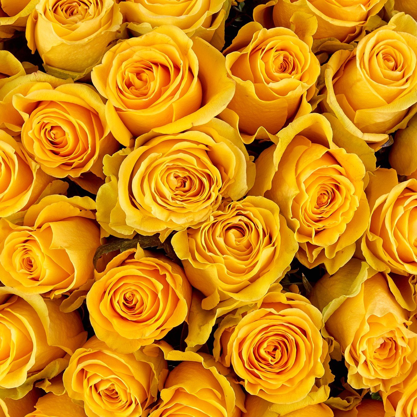 Mother's Day Roses - Bulk - 40cm - Flowers For FundraisingMother's Day Roses - Bulk - 40cmMother's Day Roses - Bulk - 40cmMother's Day Roses - Bulk - 40cmMother's Day Roses - Bulk - 40cm