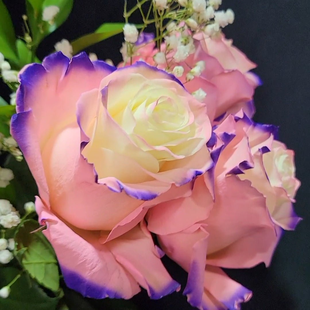 Northern Lights Rose Bouquet 1 - Stem - Flowers For FundraisingNorthern Lights Rose Bouquet 1 - StemNorthern Lights Rose Bouquet 1 - StemNorthern Lights Rose Bouquet 1 - StemNorthern Lights Rose Bouquet 1 - Stem