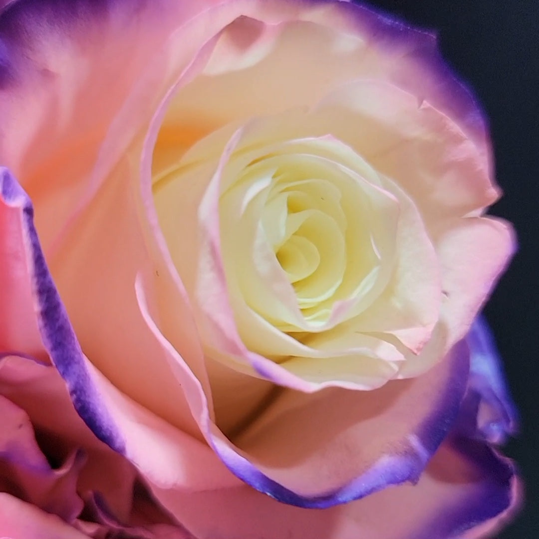 Nothern Lights Rose Bouquet 6-Stem